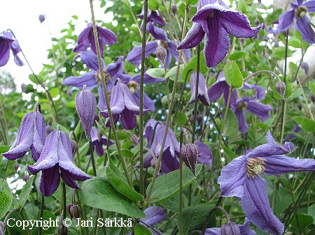 Clematis x diversifolia 'Eriostemon'